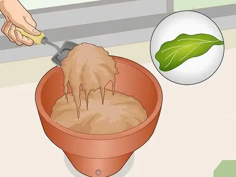 Оживите Fiddle Leaf Рис. Шаг 8