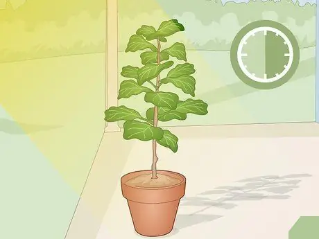 Оживите Fiddle Leaf Рис. Шаг 9