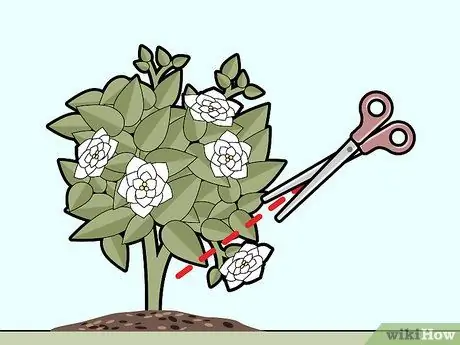 Уход за гарденией Шаг 10