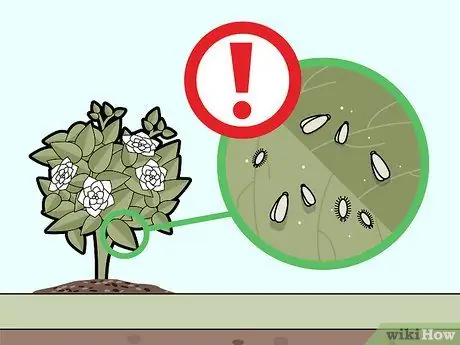 Уход за гарденией Шаг 11