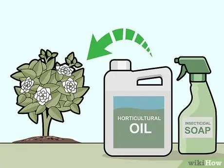 Уход за гарденией Шаг 12