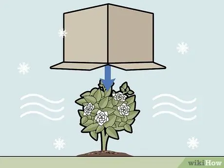 Уход за гарденией Шаг 13