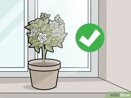 Уход за гарденией Шаг 14