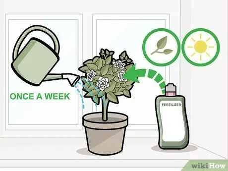 Уход за гарденией Шаг 15