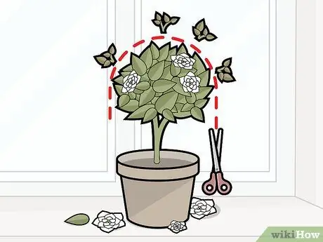 Уход за гарденией Шаг 17