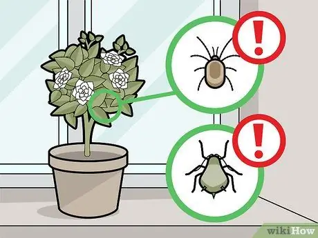 Уход за гарденией Шаг 18