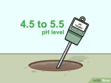 Уход за гарденией Шаг 2