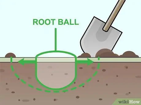 Уход за гарденией Шаг 3