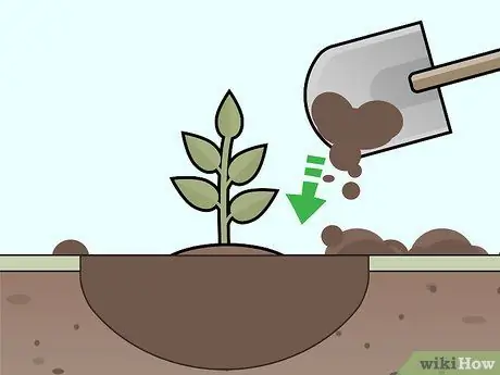 Уход за гарденией Шаг 5