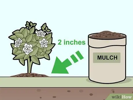 Уход за гарденией Шаг 7