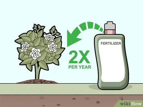 Уход за гарденией Шаг 8