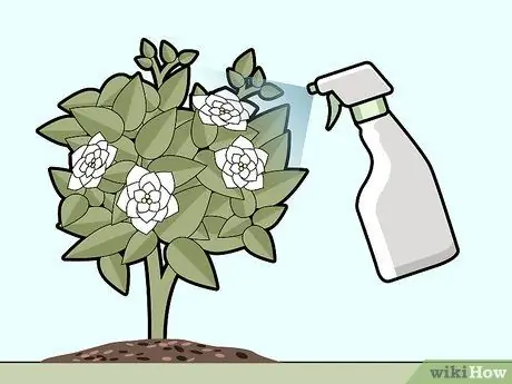 Уход за гарденией Шаг 9