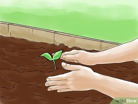 Выращивайте овощи с помощью ламп для выращивания Шаг 10