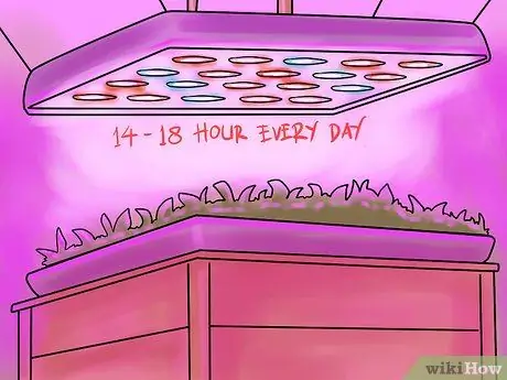 Выращивайте овощи с помощью ламп для выращивания Шаг 5