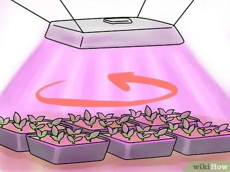 Выращивайте овощи с помощью ламп для выращивания, шаг 7