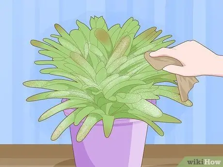 Полив бромелиевых растений Шаг 11