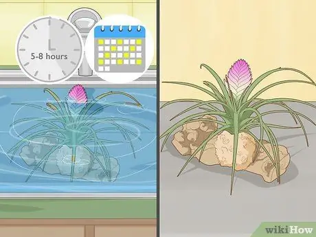 Полив бромелиевых растений Шаг 12