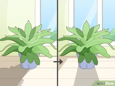 Полив бромелиевых растений Шаг 13