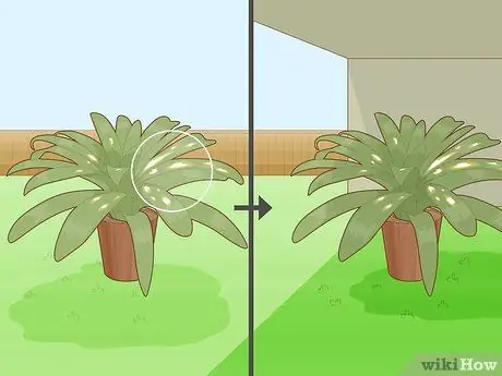 Полив бромелиевых растений Шаг 14