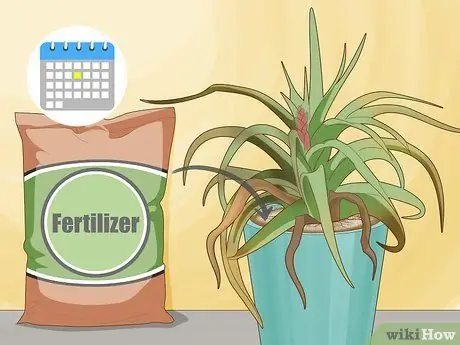 Полив бромелиевых растений Шаг 15