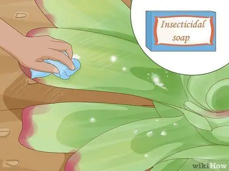 Полив бромелиевых растений Шаг 16