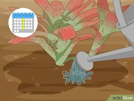 Полив бромелиевых растений Шаг 3