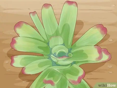 Полив бромелиевых растений Шаг 4