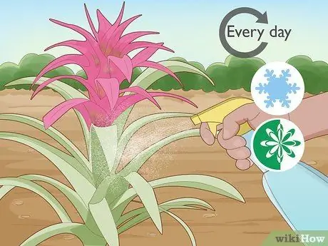 Полив бромелиевых растений Шаг 5