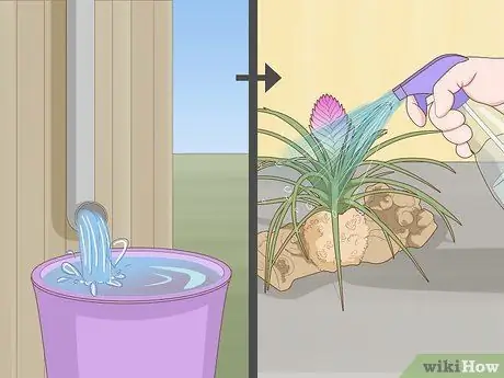 Полив бромелиевых растений Шаг 6