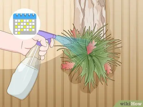 Полив бромелиевых растений Шаг 7