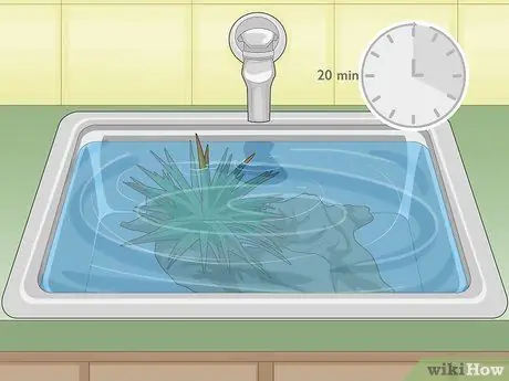 Полив бромелиевых растений Шаг 8