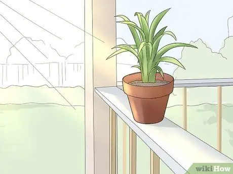 Уход за бромелиями в помещении Шаг 10