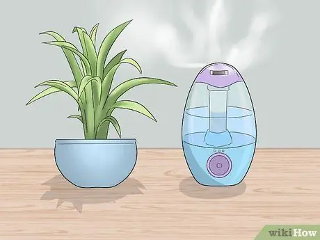 Уход за бромелиями в помещении Шаг 11