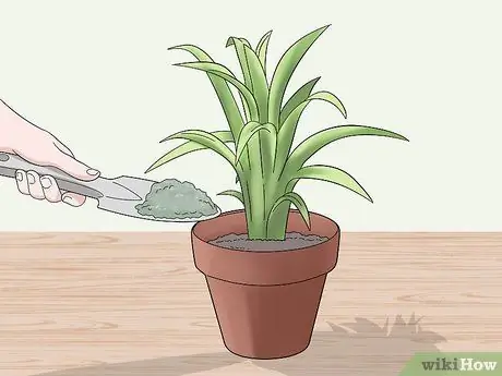 Уход за бромелиями в помещении Шаг 12