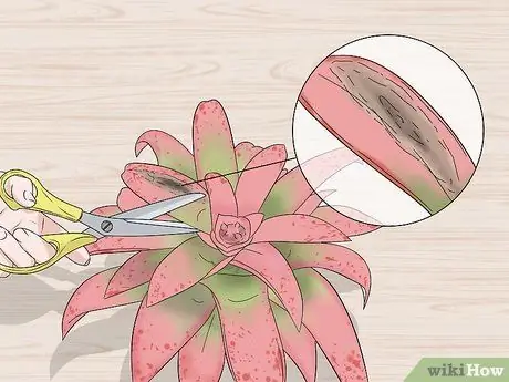 Уход за бромелиями в помещении Шаг 13