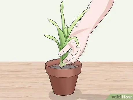 Уход за бромелиями в помещении Шаг 4