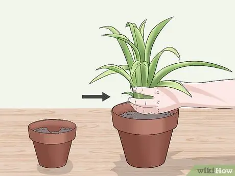 Уход за бромелиями в помещении Шаг 5