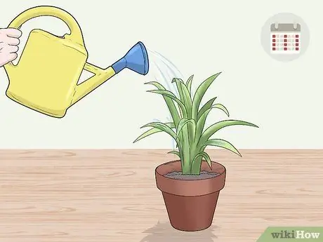 Уход за бромелиями в помещении Шаг 7