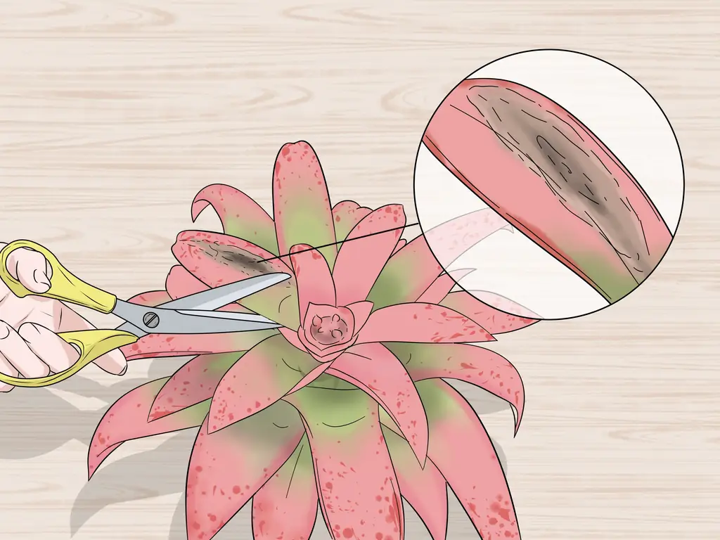 3 способа ухода за бромелиями в помещении