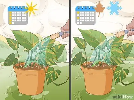 Уход за золотым потосом Шаг 4