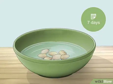 Посадить пальму арека Шаг 1