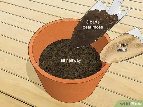 Посадить пальму арека Шаг 10