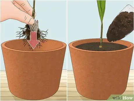Посадить пальму арека Шаг 11