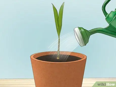 Посадить пальму арека Шаг 12