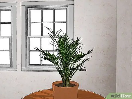 Посадить пальму арека Шаг 13