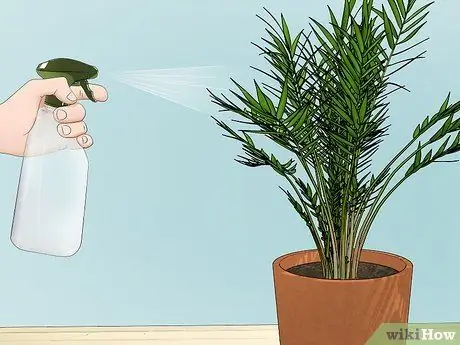 Посадить пальму арека Шаг 15