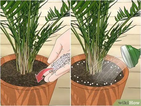 Посадить пальму арека Шаг 16