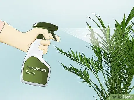 Посадить пальму арека Шаг 17