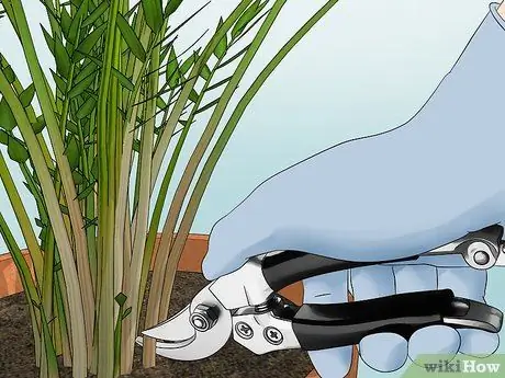 Посадить пальму арека Шаг 18