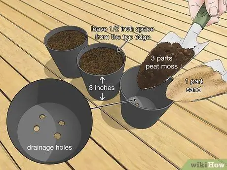 Посадить пальму арека. Шаг 2